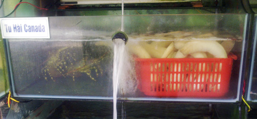 Tu[-]hài[-]được[-]nuôi[-]trong[-]bể[-]dưỡng[-]ở[-]một[-]nhà[-]hàng